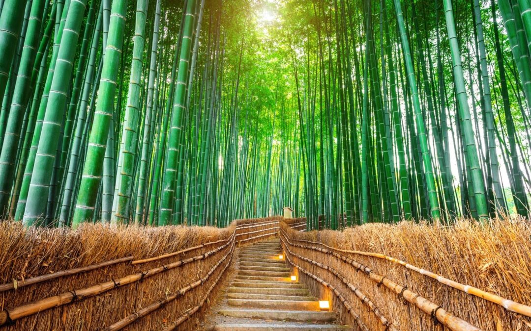 Ser como el bambú: tiempo, resiliencia, flexibilidad